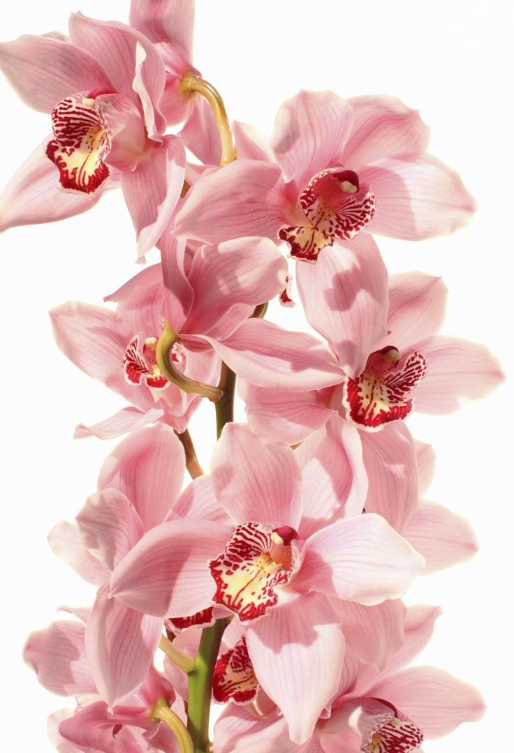 Vibrant Mosaic: Radiant Bloom Medley